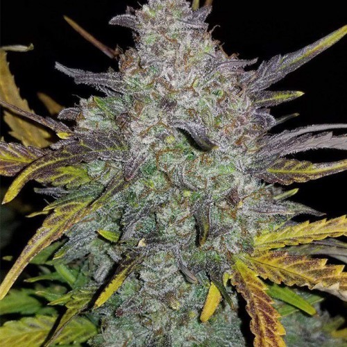 AFGHAN KUSH