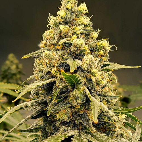 AUTO PINEAPPLE EXPRESS