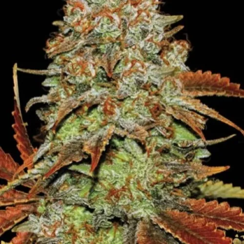 AUTO BUBBLEGUM EXTRA FEM