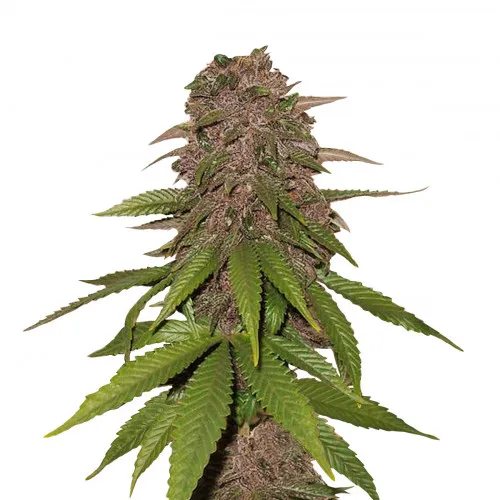 AUTO C4