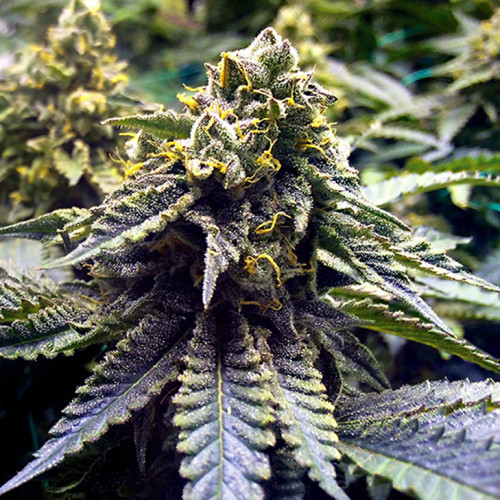 AUTO CHOCOLOPE