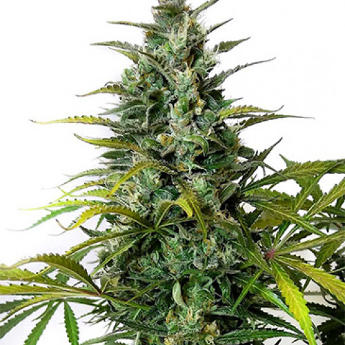 AUTO GREEN GELATO