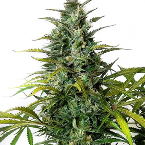 AUTO GREEN GELATO