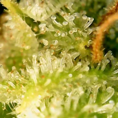 AUTO SUPER SKUNK