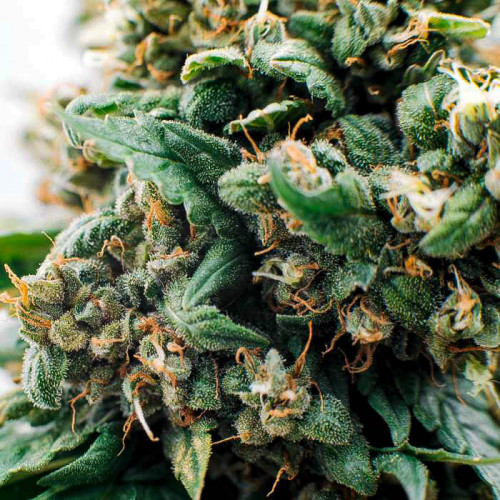 BRUCE BANNER X HAZE