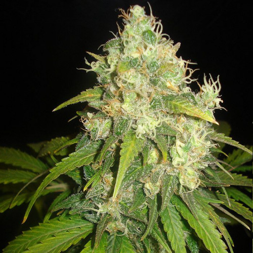 FRUITY JUICE