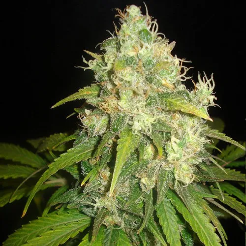FRUITY JUICE