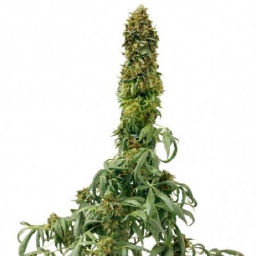 AUTO SWEET TOOTH FEMINISED
