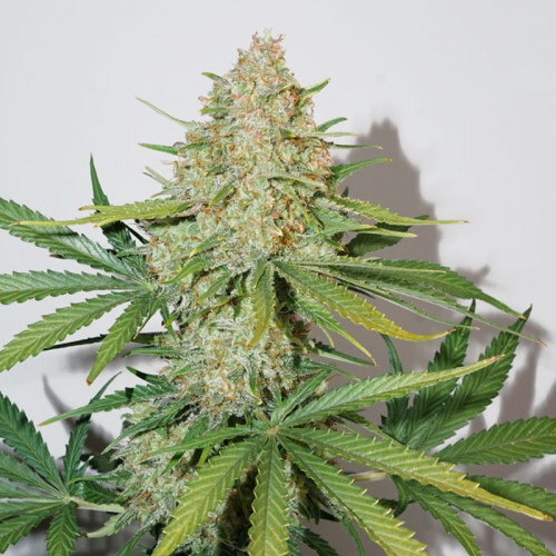 AUTO GLUEBERRY OG