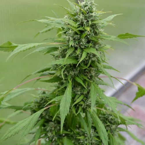 AUTO DUCK FEMINIZED