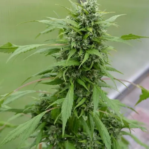 AUTO DUCK FEMINIZED