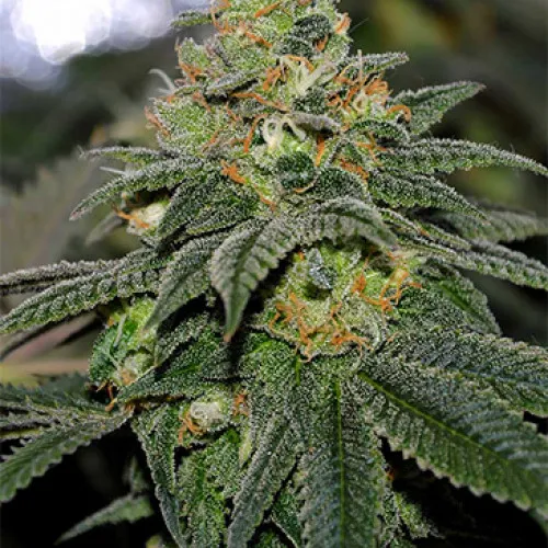 AUTO GREEN CRACK