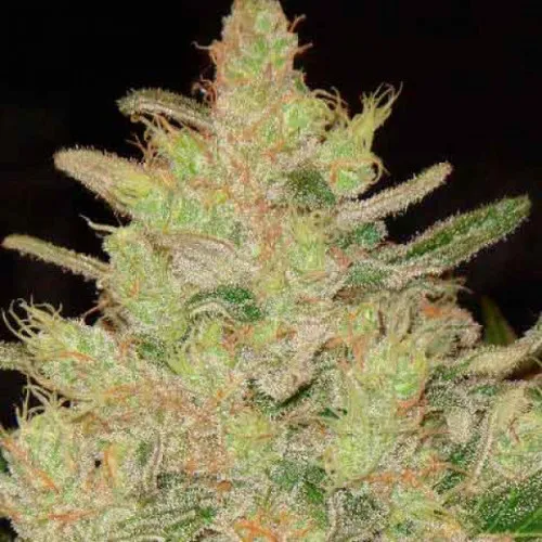 BLUEBERRY OG FEMINIZED