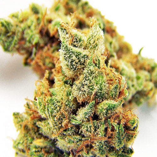 BLUEBERRY OG FEMINIZED