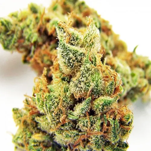 BLUEBERRY OG FEMINIZED 2