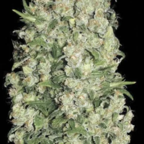 WHITE PRUSSIAN FEMINIZED