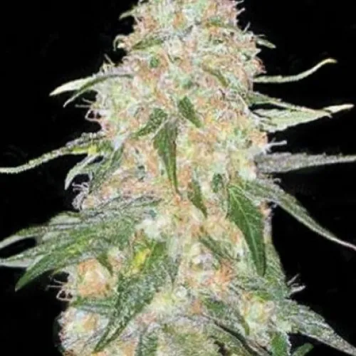 SUPER SKUNK FEMINIZED