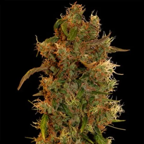 8 BALL KUSH FEMINISED