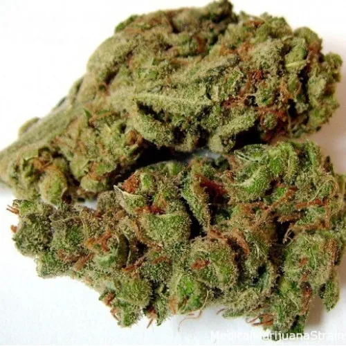 8 BALL KUSH FEMINISED 3