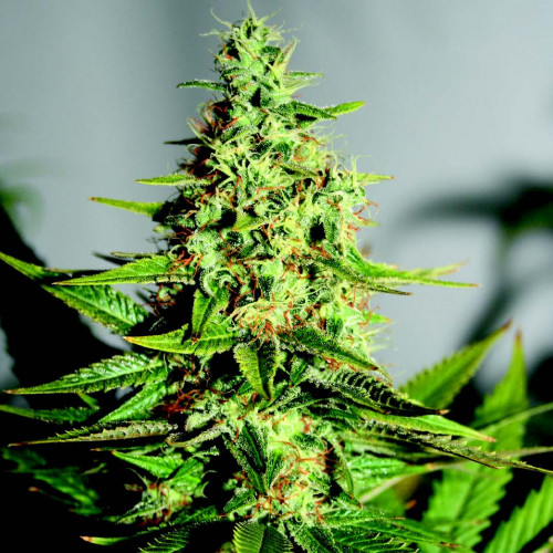 ACAPULCO GOLD FEMINISED