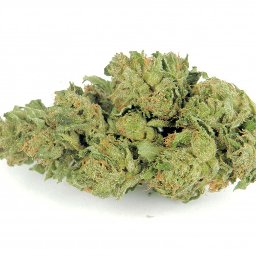 ACAPULCO GOLD FEMINISED
