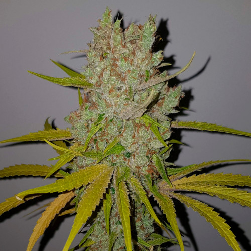 AMG AMNESIA MAC GANJA