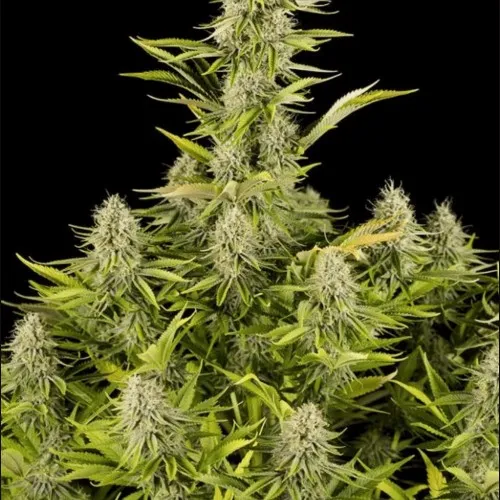 AMNESIA KUSH