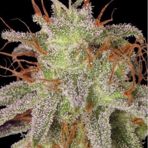 AMNESIA LEMON FEMINISED
