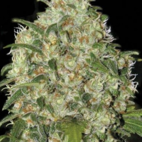 AMNESIA PLATINUM FEMINIZED