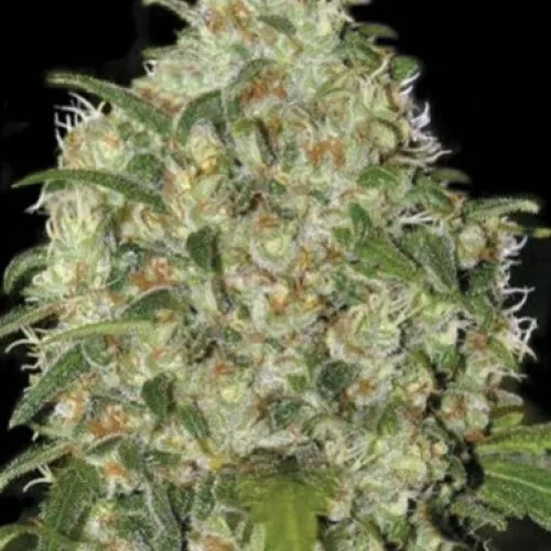 AMNESIA PLATINUM FEMINIZED