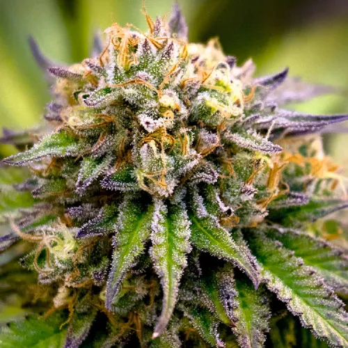 AMNESIA XL