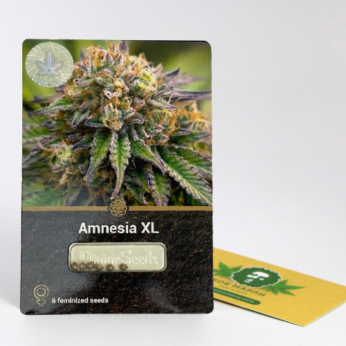 AMNESIA XL