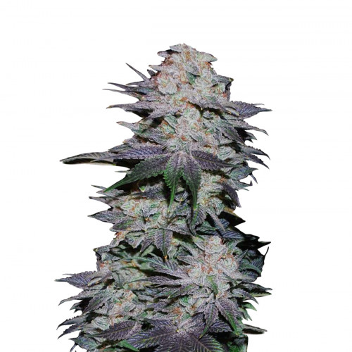 BLACKBERRY