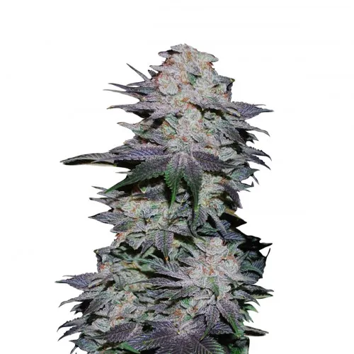 BLACKBERRY