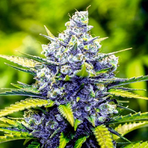 BLUE CHEESE