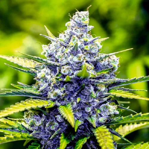 BLUE CHEESE