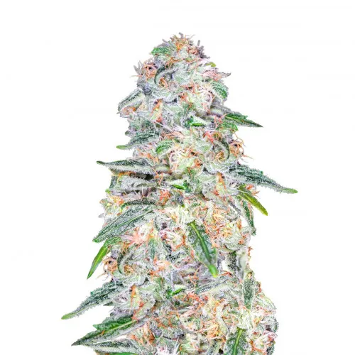 BLUE DREAM MATIC