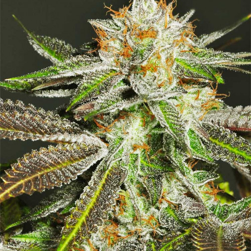 BRUCE BANNER X CHEESE