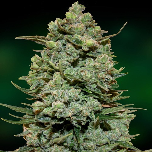 COOKIES KUSH FEMINISED