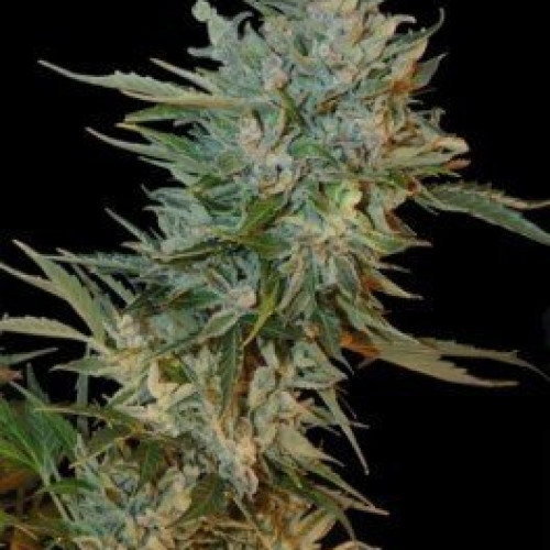 AUTO CRITICAL RAPIDO FEM