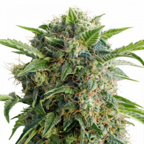 AUTO DAIQUIRI LIME FEM