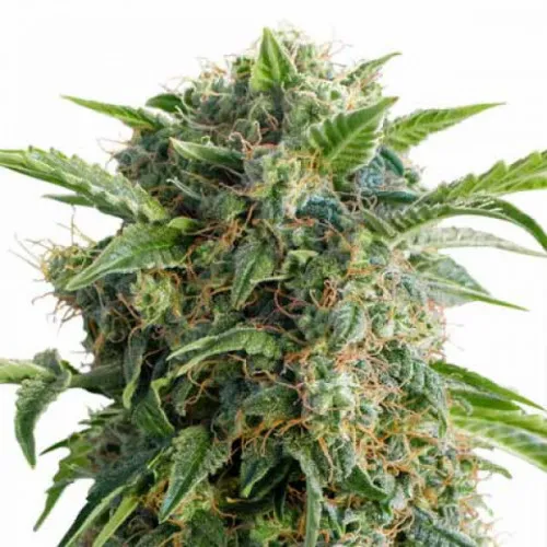 AUTO DAIQUIRI LIME FEM