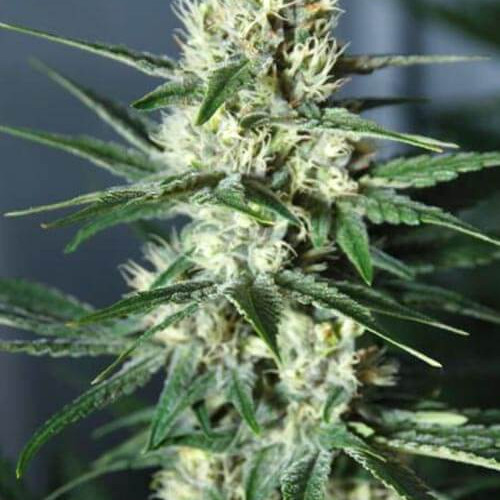 AUTO DIESEL