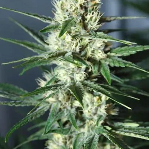 AUTO DIESEL