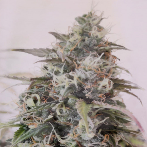 AUTO WHITE BERRY 
