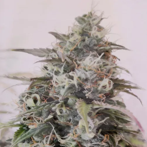 AUTO WHITE BERRY 