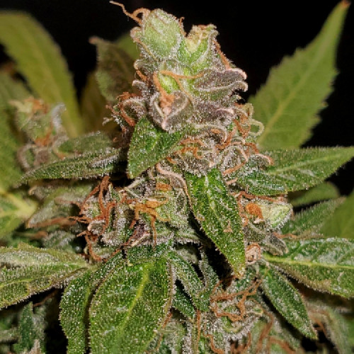 AUTO JACK CRITICAL