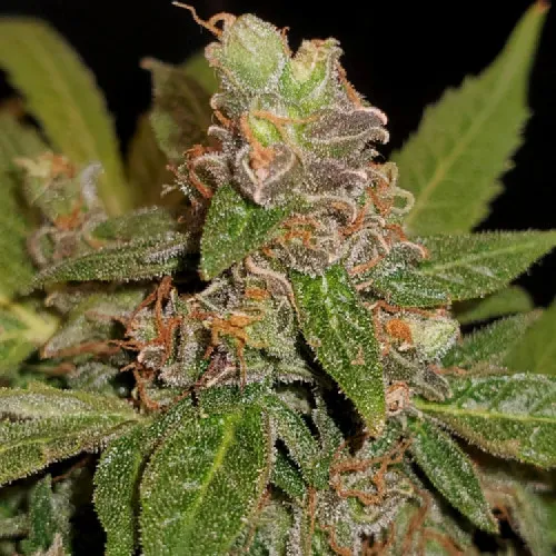 AUTO JACK CRITICAL