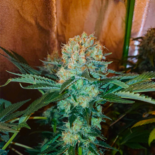 CREAM MANDARINE F1 FAST VERSION