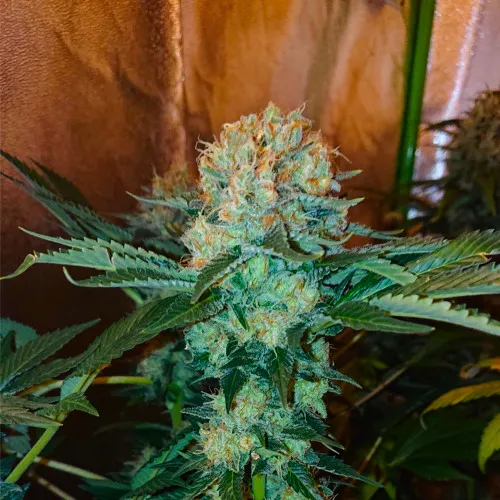 CREAM MANDARINE F1 FAST VERSION 2